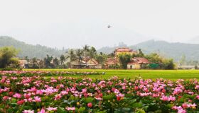 Begin your visa-prepared day with Vietnam’s tranquil ambiance